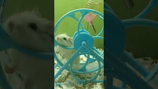 Roborovski hamster exercise shortvideo 5 [upl. by Bennion]