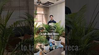 Here are few Very important tips for Your Areca Palm Plant care  UrvannAcademy shorts [upl. by Leonerd]