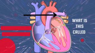 Human Heart ❤️❤️ Anatomy 💔🫀 Heart essential science youtubevideo heart anatomy [upl. by Adrienne]