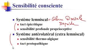 Sensibilités Neuroanatomie [upl. by Nevanod]