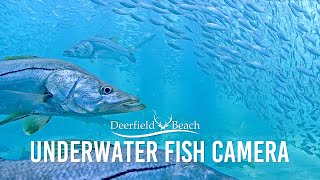 Underwater Camera  Deerfield Beach Florida [upl. by Vial]