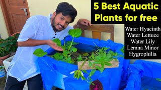 5 Best Aquatic Plants for free for Aquarium  Easy to care aquarium plants  Aquarium plants benefit [upl. by Adnovaj]