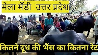 Sale amp Purchase Cow Buffalo Mela Mandi Uttar Pardesh 2018 [upl. by Eecart]