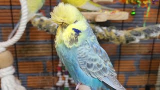 7 hours of relaxing budgie parakeet sounds [upl. by Cire823]