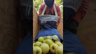 Apple GALA and Apple Golden delicious farming usa agriculture hardwork trabajo apple reels [upl. by Sivraj672]