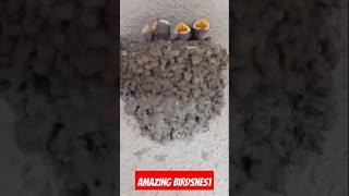 Amazing birdsnest shorts birdslover birdsnest pets [upl. by Eyahsal498]