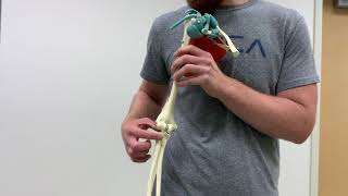 Arthrokinematics of Radiohumeral Joint [upl. by Thorman183]