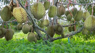 How to Grow Durian Tree After Grafted  Durian Tree Cultivation Technique to Fast Harvest [upl. by Survance484]