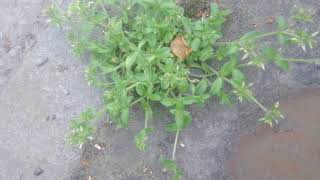 Mouseear chickweed  a little known edible lawn weed [upl. by Nahsad]