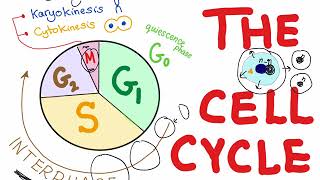 Cell cycle part 1 [upl. by Slater]