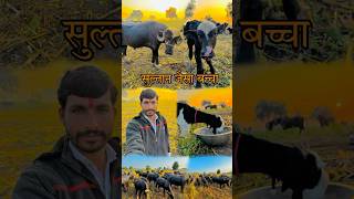 Hamari Bhains Ne Diya Sultan Jaisa Baccha minivlog minivlogs Hindi [upl. by Nevet]