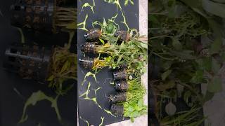 FREE  Aquatic Plants From bunnycartin shortsvideo aquaticplants plantedtank [upl. by Magna]