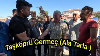 Kastamonu Taşköprü Germeç  Ala Tarla  sarımsak pazarında kıyasıya pazarlıklar 15082024🧄 [upl. by Tjaden]