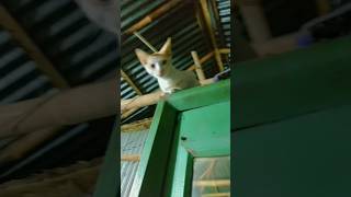 Rat 12 tar somai upora utca voi paia 😀 viralvideo cat heroalom catlover funny comedy [upl. by Bucella823]