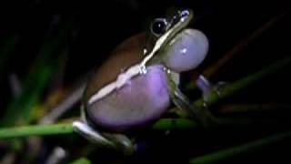 Green Treefrog Hyla cinerea calling [upl. by Mirilla]