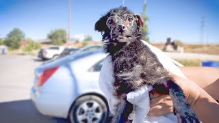 Dying dog hiding under cars RESCUED JUST IN TIME SEE WHAT HAPPENED NEXT [upl. by Genia]