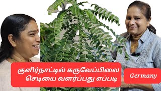 Germany இல் கருவேப்பிலை செடிகளை எப்படிப் பாதுகாப்பது karuveppilai growing tips inTami [upl. by Aysab708]