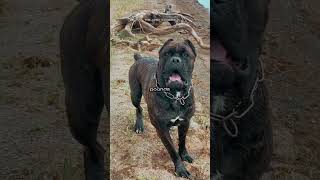 TOP 4 BEST GUARD DOGS  this includes the rottie cane corso and 2 more [upl. by Benedict187]