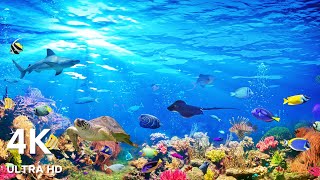 Ocean 4K ULTRA HD  Sea Animals for Relaxation amp Calming Music [upl. by Mont]