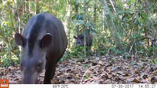 Tapir y su cría Tapirus terrestris [upl. by Hayne414]