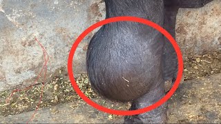 Hygroma of knee l Dr Umar Khan [upl. by Nolitta832]