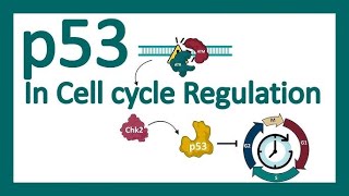 BIO Molecular  Mechanisms For Conversion Of ProtoOncogenes To Oncogenes amp p53 Gene [upl. by Allevon]