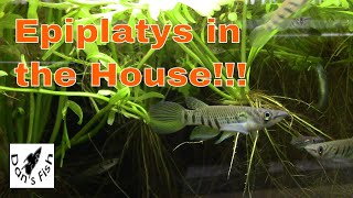 Epiplatys Killifish  Little Torpedoes [upl. by Eevets]