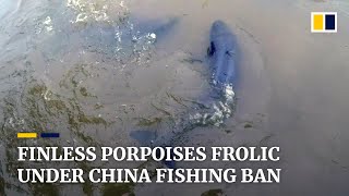 Under a fishing ban critically endangered finless porpoises spotted more often in Chinese lake [upl. by Einnoc]