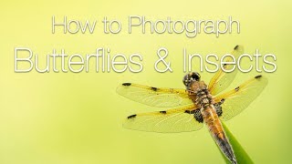 How to Photograph Butterflies and Insects  Macro Photography Tips [upl. by Terena653]