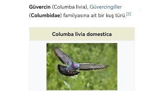 Güvercin Columba livia Güvercingiller Columbidae familyasına ait bir omurgalı sıcakkanlı [upl. by Lotsirb]