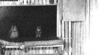 Wild Pair of Great Horned Owls Hooting [upl. by Enayr]