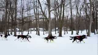 Dog Sledding  A Pure Michigan Winter [upl. by Kee]