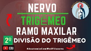 Nervo Trigêmeo RAMO MAXILAR❗ Quais São❗❓ Descubra Aqui Anatomia Prática [upl. by Blair]