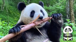 Giant Panda Eating Bamboo ASMR [upl. by Ailene443]