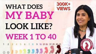 What does my Baby look like Week 1 to 40  Dr Anjali Kumar  Maitri [upl. by Doyle]