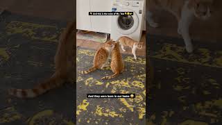 cat catlover animals animal گربه cute cutecat kitten funny funnyvideo funnycats [upl. by Vanhomrigh]