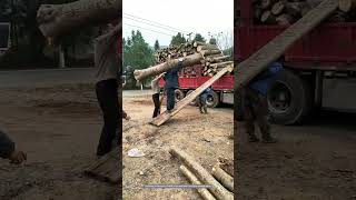 Process Of Manually Shoulders Carrying To Load Wood [upl. by Drucie]