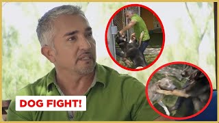 Breaking up a dog fight  Cesar 911 [upl. by Anilatak]