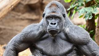 Exploring the Life of Gorillas – The Smartest Primates [upl. by Barney]