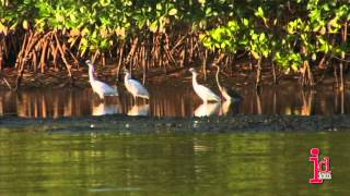 Caroni Swamp and Bird Sanctuary Trinidad and Tobago [upl. by Scarlett]