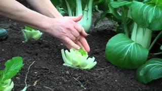 Cutandcomeagain harvesting pak choi [upl. by Froehlich]