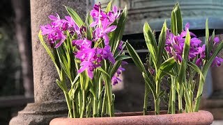 Bletilla striata quotUrn orchidquot  FarmerGracycouk [upl. by Anahpets]