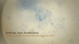 Anthrax and Antibiotics Anthrax is Deadly Antibiotics Could Save Your Life [upl. by Blondy]