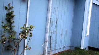 How to Inspect LP Siding By Property Inspector LLC  425 2073688  CALL US [upl. by Nuhsar970]