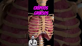 Ruidos Respiratorios anatomia amor anatomiafacil ciencia anatomiaradiologica cienciasdelasalud [upl. by Hodgson]