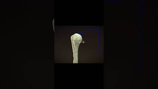 Lesser tubercle  Humerus IN A MINUTE [upl. by Kunin]