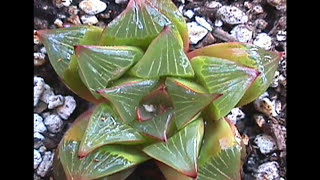 My Old Haworthia Collection  HOAGY CARMICHAEL  Two Sleepy People [upl. by Pik]