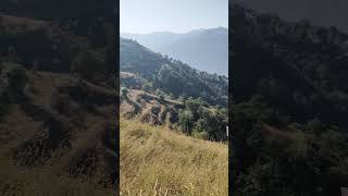 Naldehra Shimla nature travel himachal reels mountains [upl. by Schaffel687]