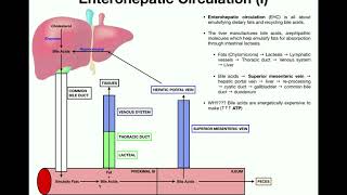 Anatomy  Enterohepatic Circulation EXPLAINED [upl. by Idnod80]