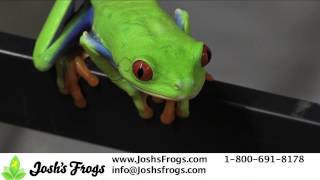 Tree Frogs as Pets [upl. by Saunder]